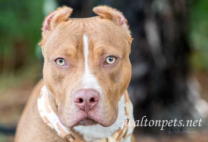 Red American Pitbull Terrier with cropped ears and bandana Picture