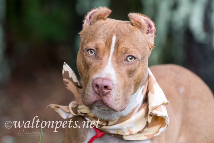 Red American Pitbull Terrier with cropped ears and bandana Picture