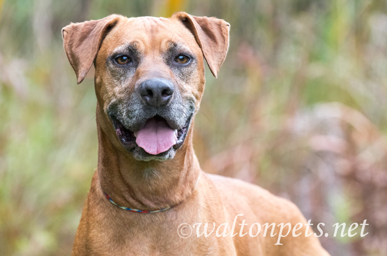 Senior Rhodesian Ridgeback Pointer Cur mix breed dog panting tongue Picture