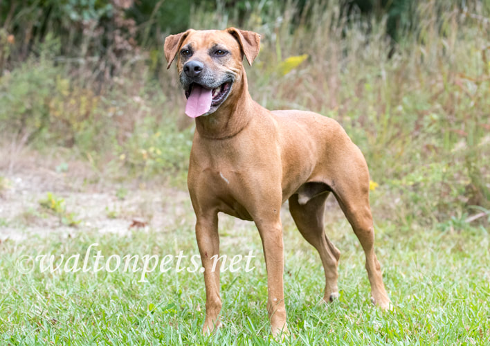 Senior Rhodesian Ridgeback Pointer Cur mix breed dog panting tongue Picture