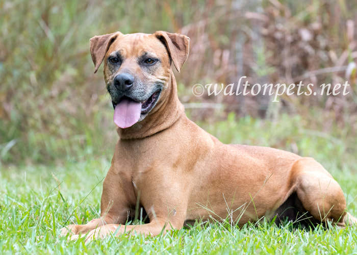 Senior Rhodesian Ridgeback Pointer Cur mix breed dog panting tongue Picture