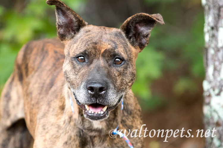 Older male brindle Dutch Shepherd Bulldog mix breed dog sitting down outside on leash Picture