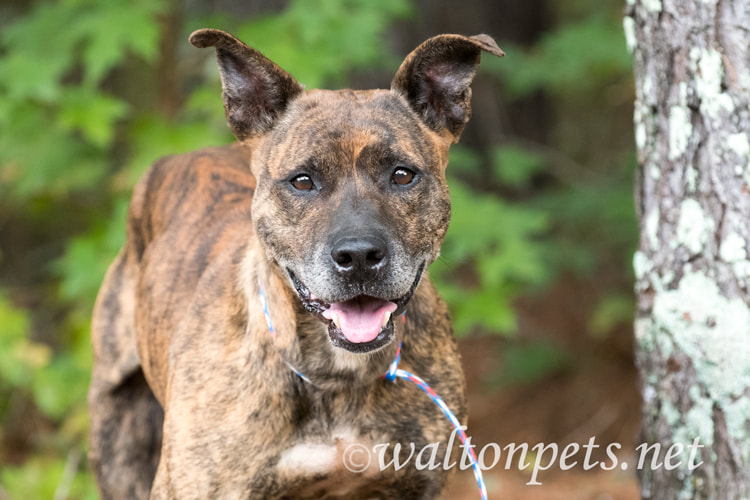 Older male brindle Dutch Shepherd Bulldog mix breed dog sitting down outside on leash Picture