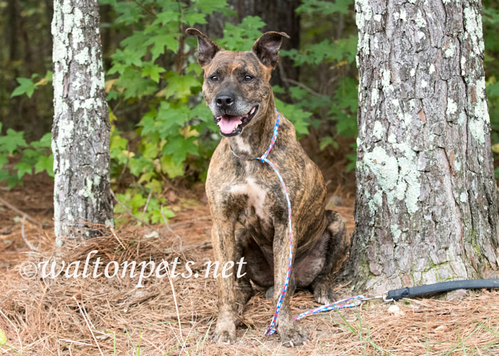 Older male brindle Dutch Shepherd Bulldog mix breed dog sitting down outside on leash Picture