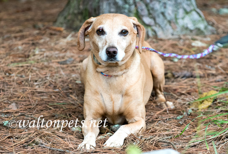 Neutered male tan Dachshund and Beagle mix breed dog Picture