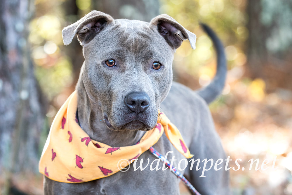 Blue pitbull terrier dog with fall color bandana outside on leash Picture