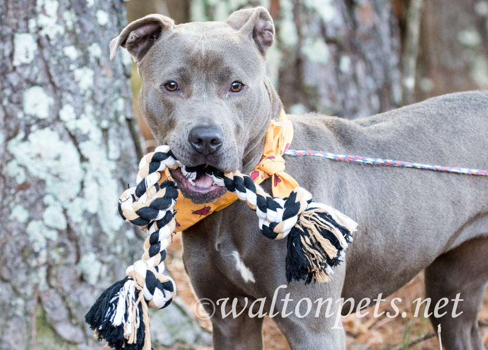 Blue pitbull terrier dog with fall color bandana outside on leash Picture