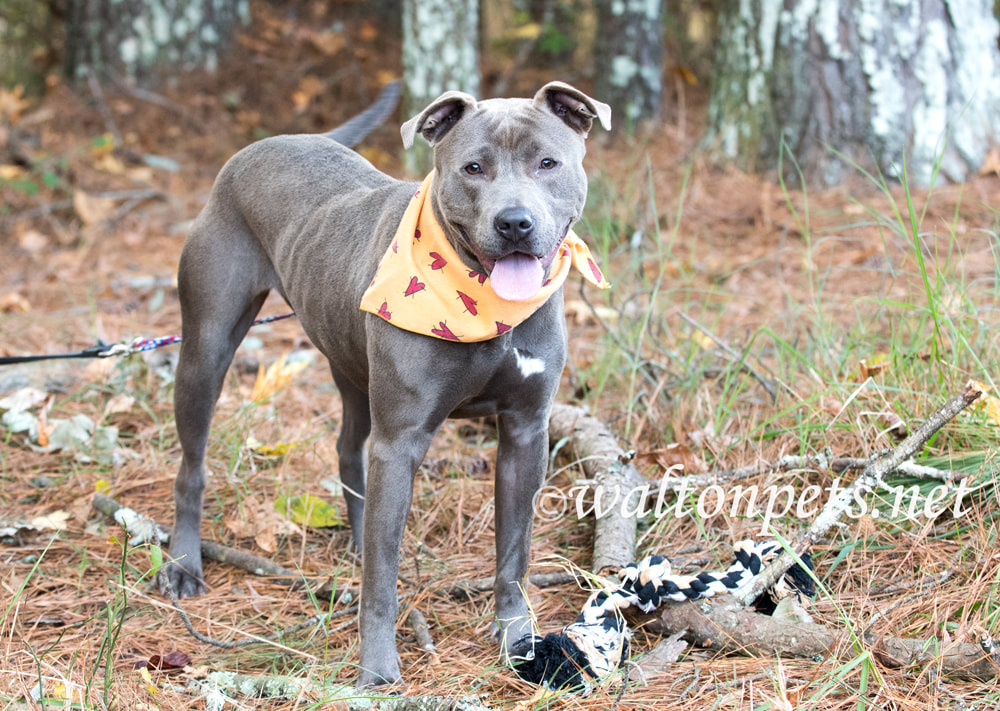 Blue pitbull terrier dog with fall color bandana outside on leash Picture