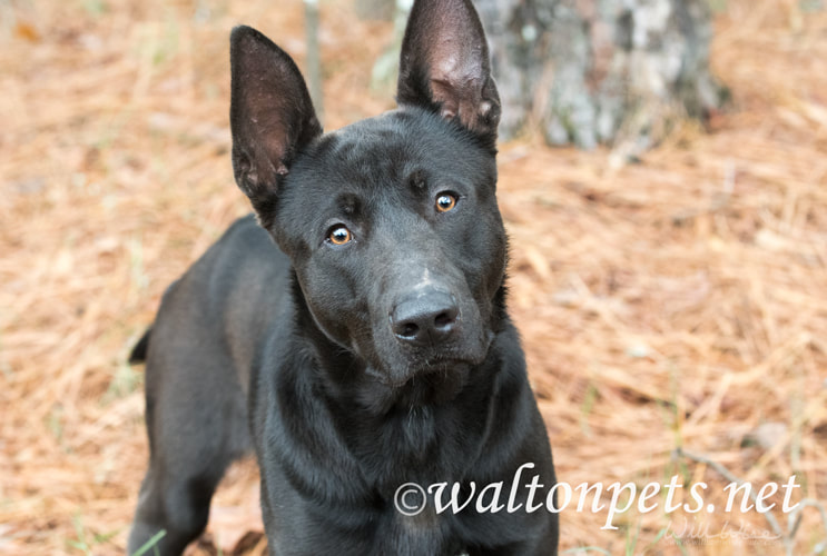 Black German Shepherd Malinois mix breed dog Picture