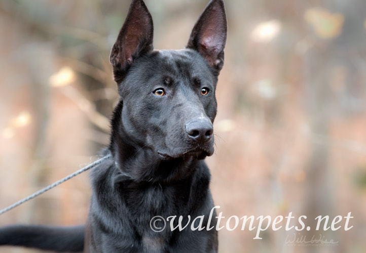 Black German Shepherd Malinois mix breed dog Picture