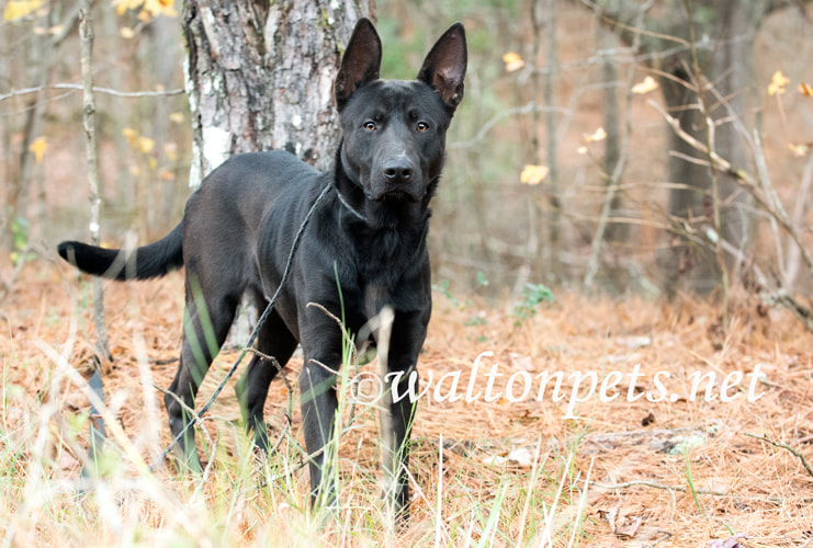 Black German Shepherd Malinois mix breed dog Picture