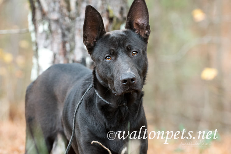 Black German Shepherd Malinois mix breed dog Picture