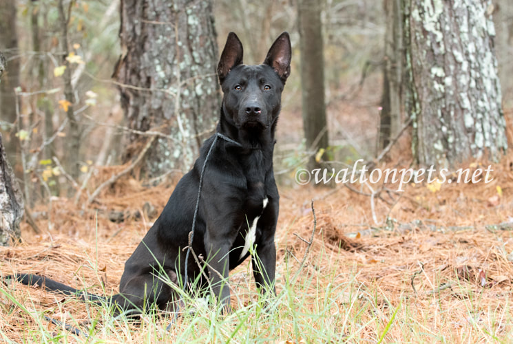 Black German Shepherd Malinois mix breed dog Picture