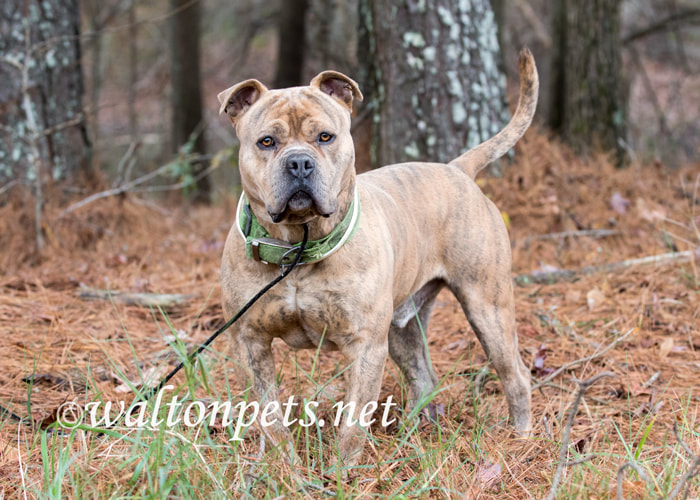 Large male Bulldog Pitbull Presa Canario Mastiff mix breed dog with collar Picture