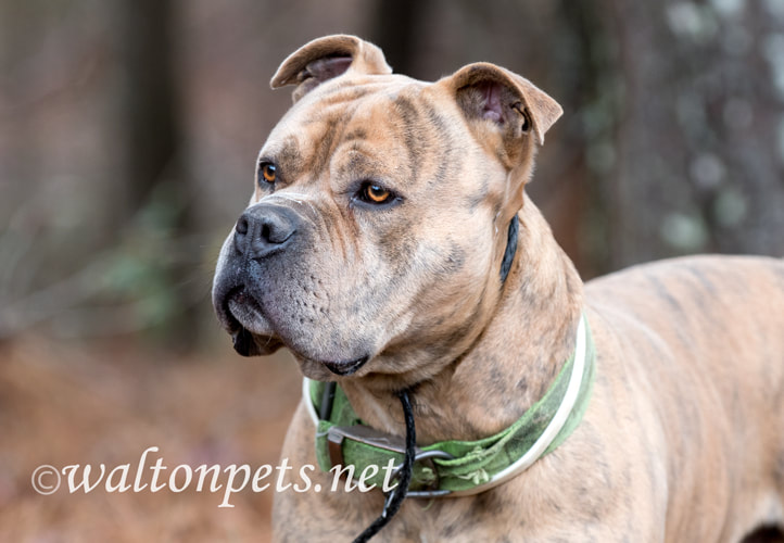 Large male Bulldog Pitbull Presa Canario Mastiff mix breed dog with collar Picture