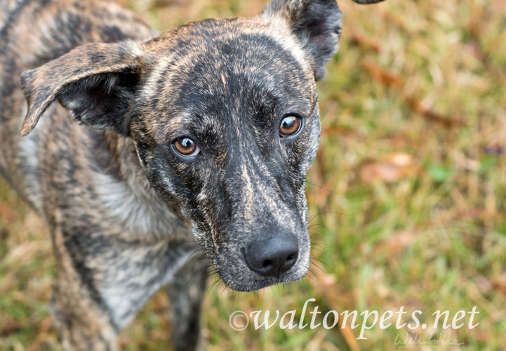 Brindle Dutch Shepherd Terrier Whippet mix dog outside on leash Picture