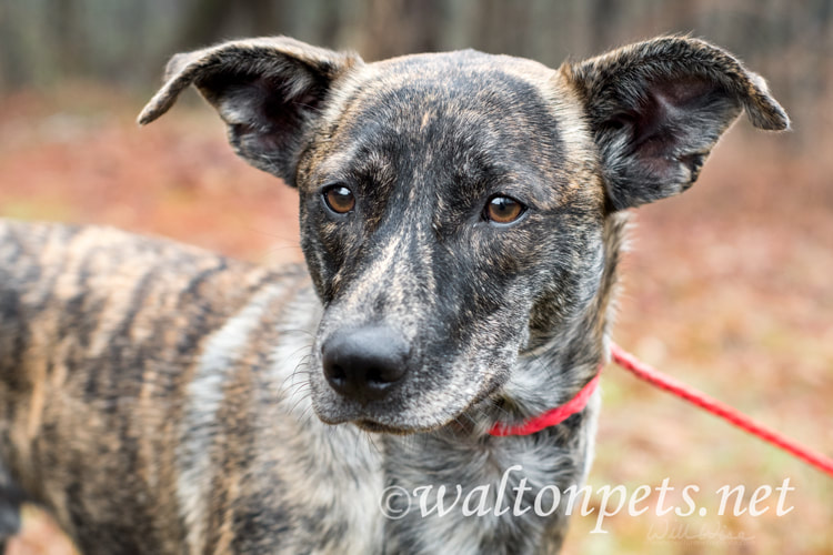 Brindle Dutch Shepherd Terrier Whippet mix dog outside on leash Picture