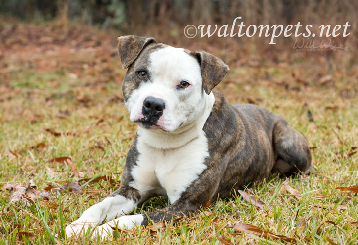 Large white and brindle American Bulldog Pitbull Terrier mix dog Picture