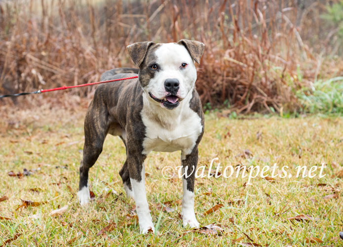 Large white and brindle American Bulldog Pitbull Terrier mix dog Picture