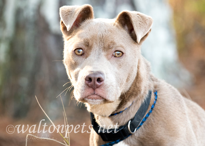 Cute tan female pitbull puppy with collar wagging tail Picture