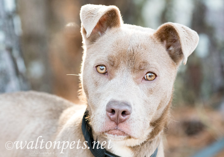 Cute tan female pitbull puppy with collar wagging tail Picture