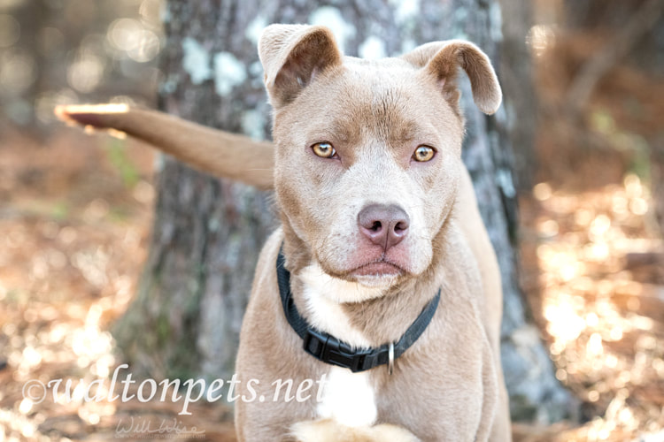 Cute tan female pitbull puppy with collar wagging tail Picture