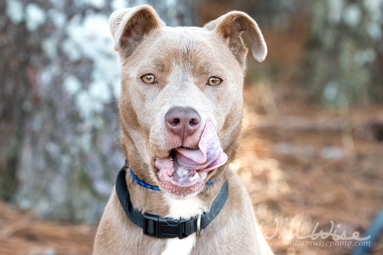 Cute tan female pitbull puppy with collar wagging tail Picture