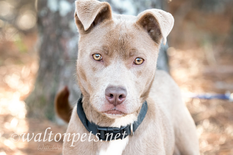 Cute tan female pitbull puppy with collar wagging tail Picture