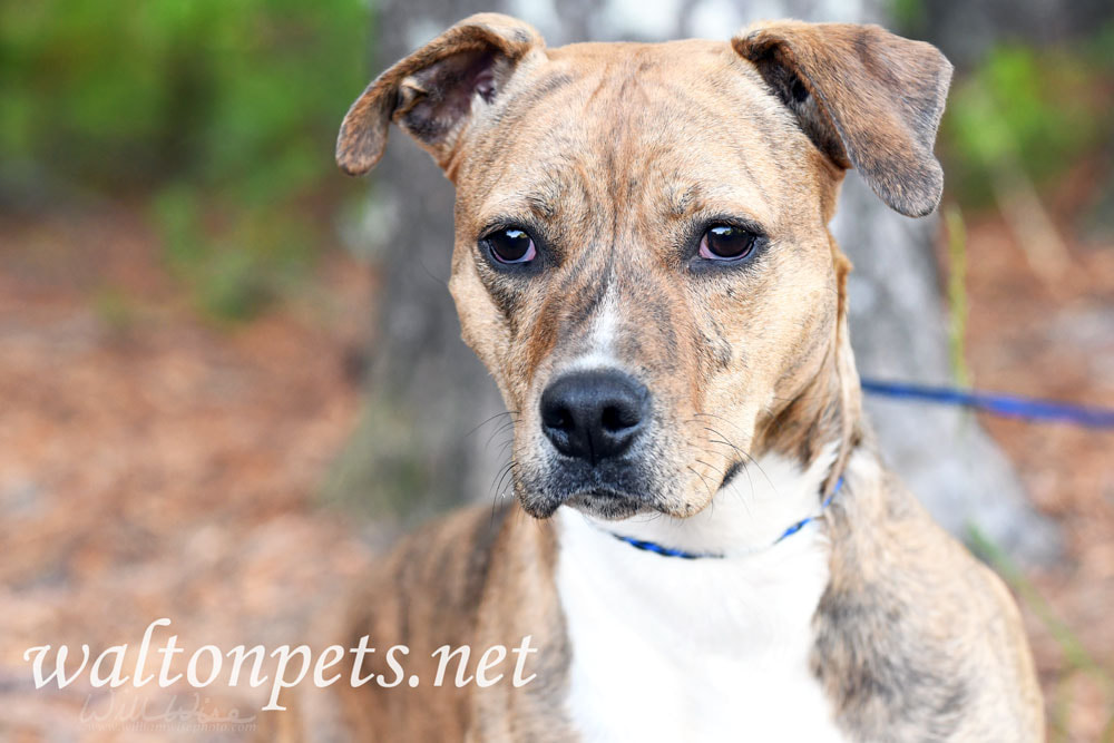 Cute Pitbull hound mix breed dog adoption rescue photo Picture