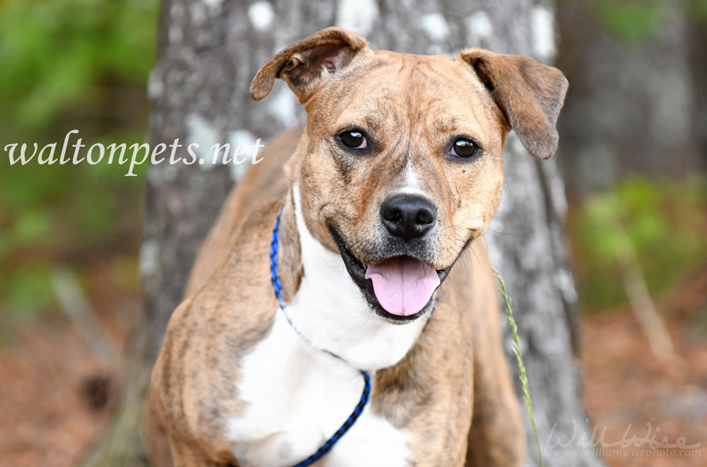 Cute Pitbull hound mix breed dog adoption rescue photo Picture