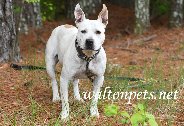 White female bulldog with big pointy ears Picture