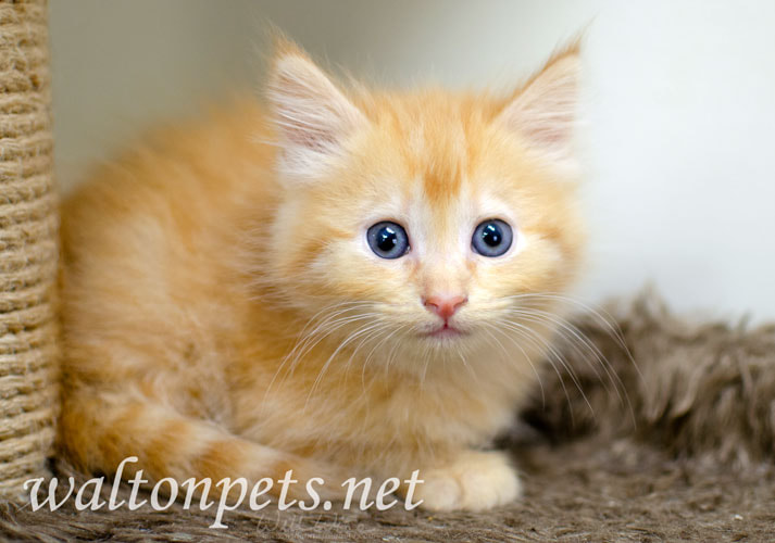 Fluffy orange long hair kitten with blue eyes Picture