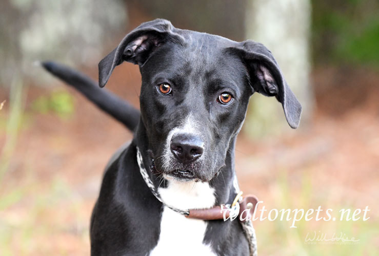 Young female Labrador and Great Dane mix dog outside on leash Picture