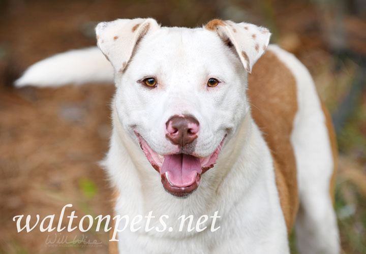 Happy Lab Aussie mix breed dog wagging tail Picture