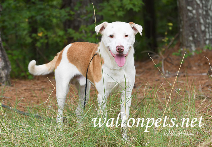 Happy Lab Aussie mix breed dog wagging tail Picture