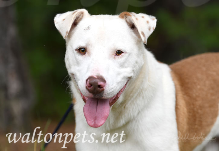 Happy Lab Aussie mix breed dog wagging tail Picture