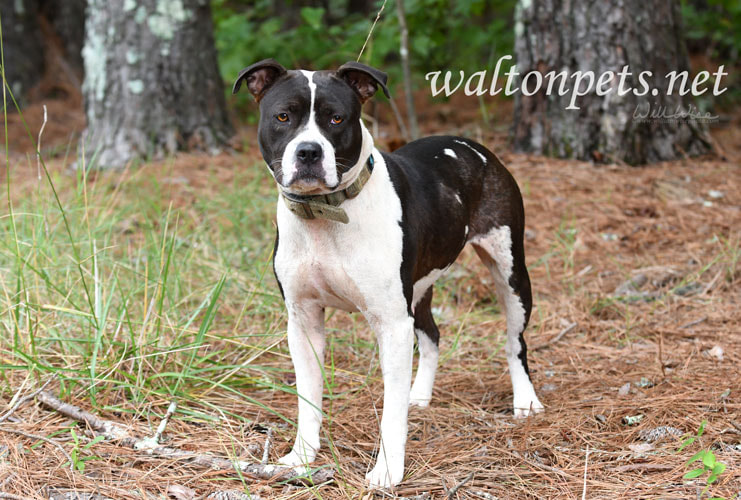 Black and White American Pitbull Terrier dog with collar Picture