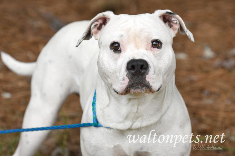 White female Bulldog Boxer mix dog outside on leash Picture