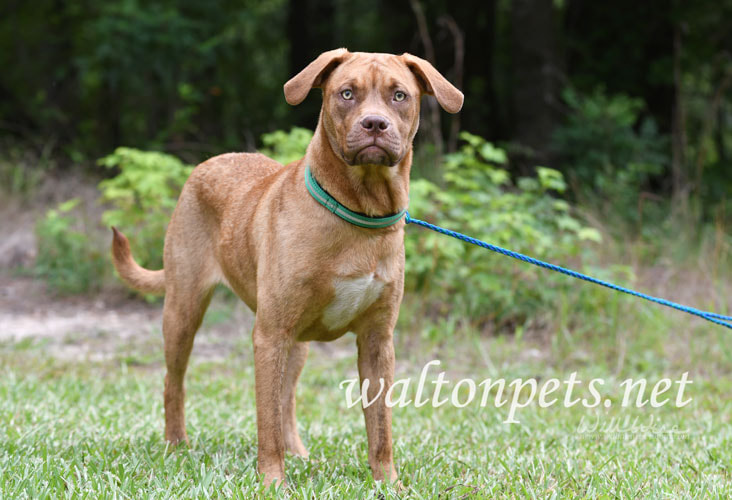 Boxer Vizsla Hound mix dog outside on leash Picture