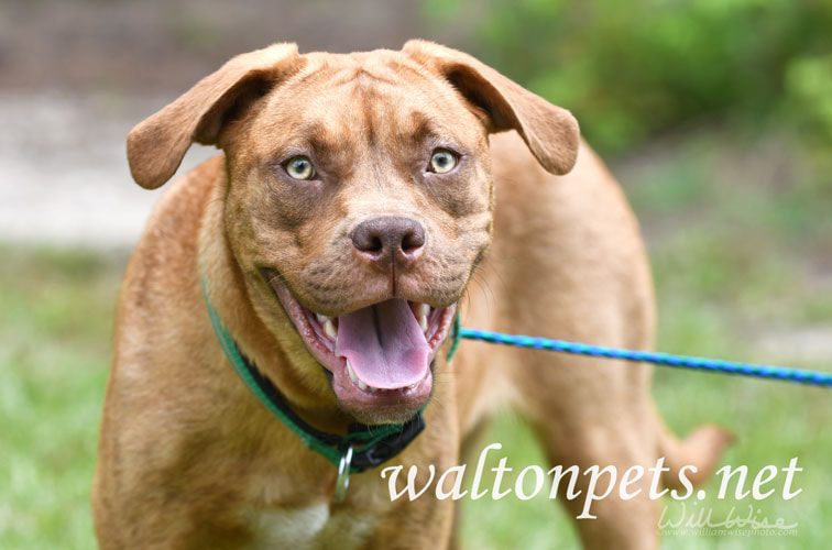 Boxer Vizsla Hound mix dog outside on leash Picture