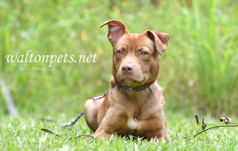 Labrador and Cattledog mix dog outside on leash Picture