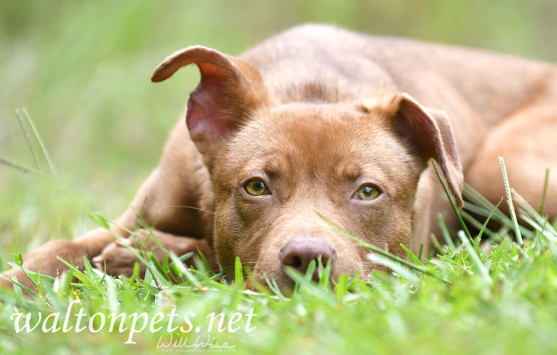 Labrador and Cattledog mix dog outside on leash Picture