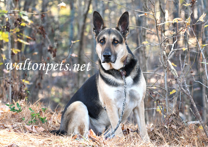 Male German Shepherd K9 Police Dog outside on leash Picture