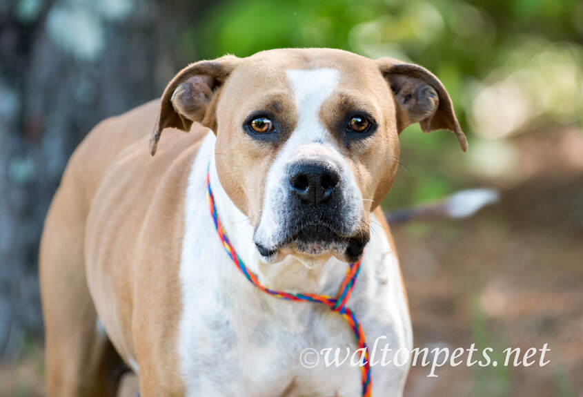 Female tan and white Boxer Bulldog mix dog outside on leash. Dog Rescue pet adoption photo for humane society animal shelter Picture