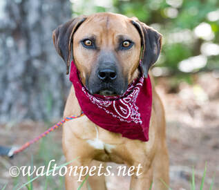 Hound Black Mouth Cur mix breed dog with red bandana outside on leash. Dog rescue pet adoption photography for animal shelter Picture